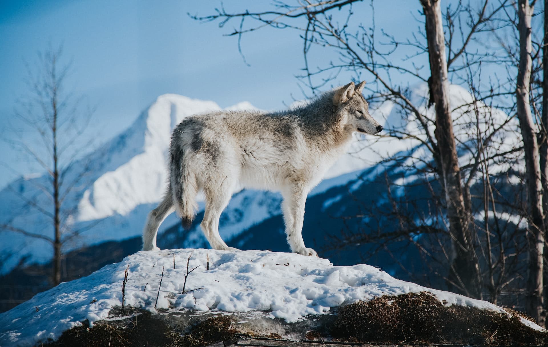 A bad ass wolf